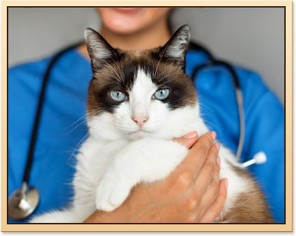 Spaying and neutering are among the most important preventive care decisions cat owners make.