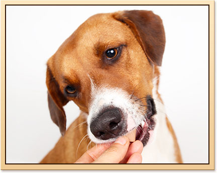 Why Heartworm Prevention and Treatment is Important