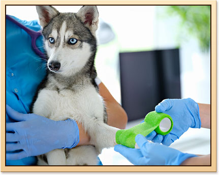10 Common Pet Emergencies