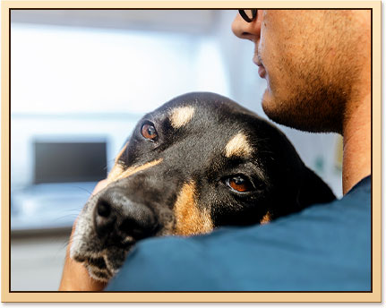 When Should I Take My Pet to the Hospital?