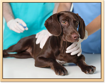 Recommended vaccines are a key part of responsible pet ownership and long-term wellness.