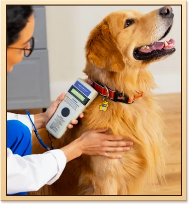 Pet Microchipping in South Tulsa