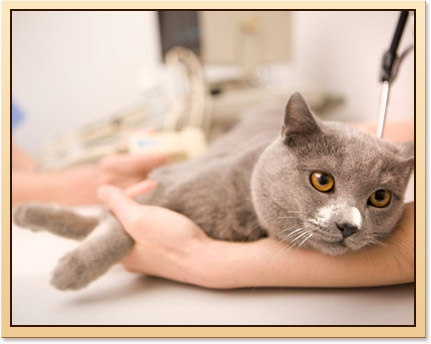 Veterinary Cancer Care