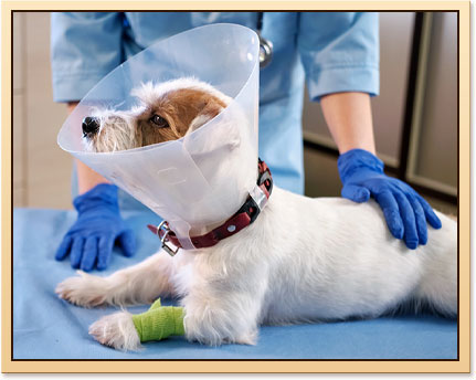 Urgent Care Services for Pets in South Tulsa and Riverside