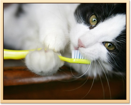 Home Dental Care for Pets