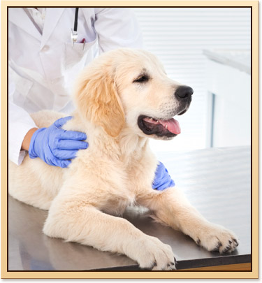Vaccinations for Tulsa Pets